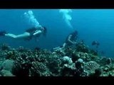 Экстремальная порка в глубине океанских коралловых рифов 